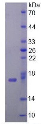 SDS PAGE (CDA-598H).jpg